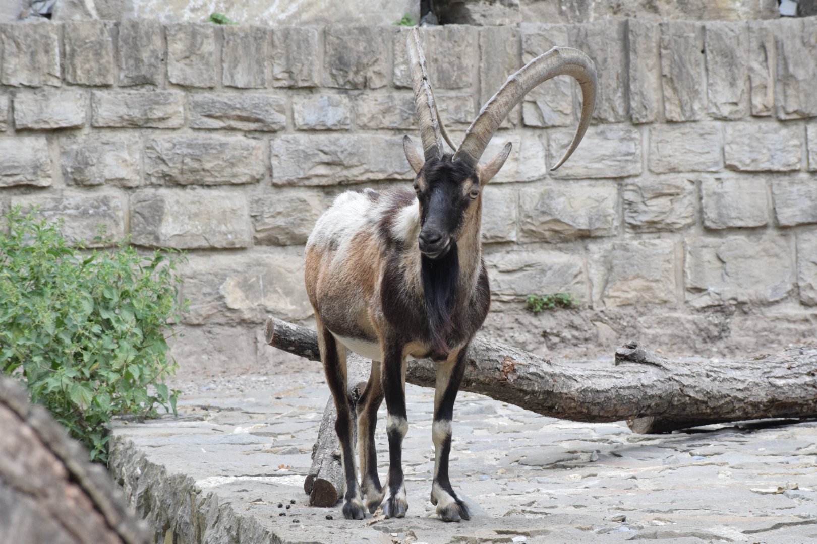 Cretan wild goat