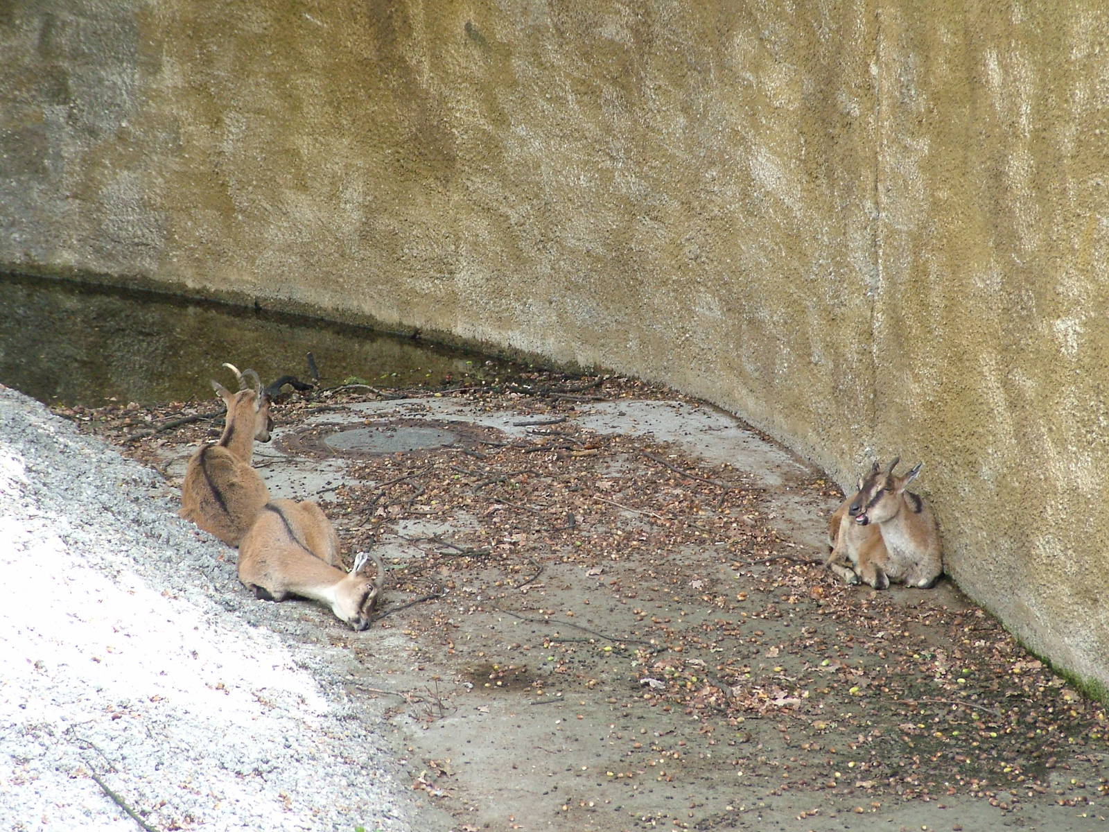 Cretan Wild Goats at Berlin Zoo, 31/08/11