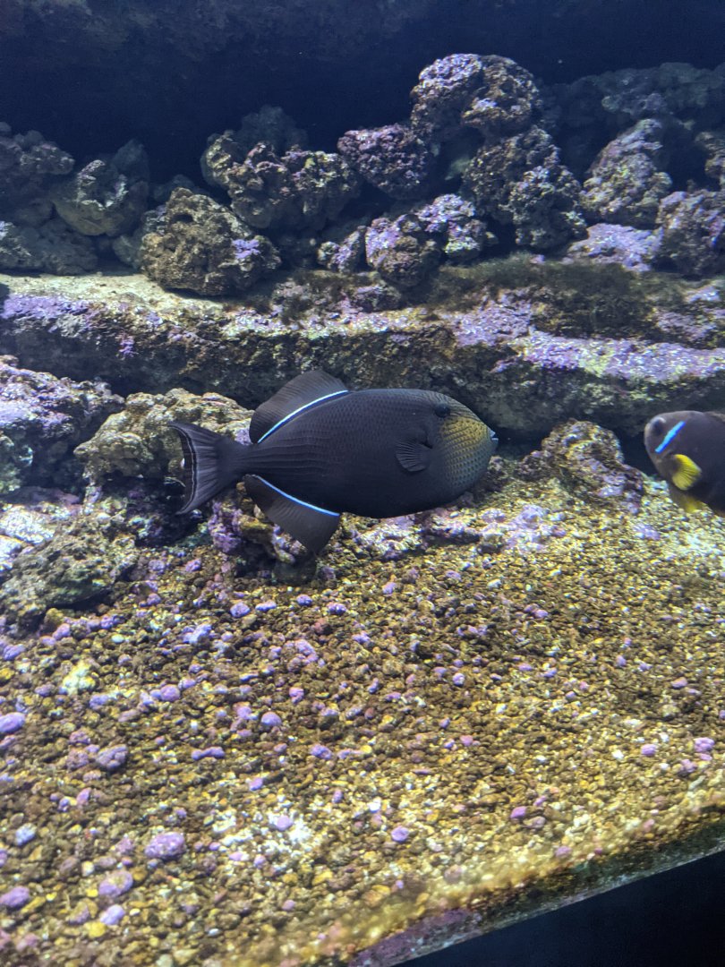CRETAquarium- Black triggerfish (Melichthys niger) ?