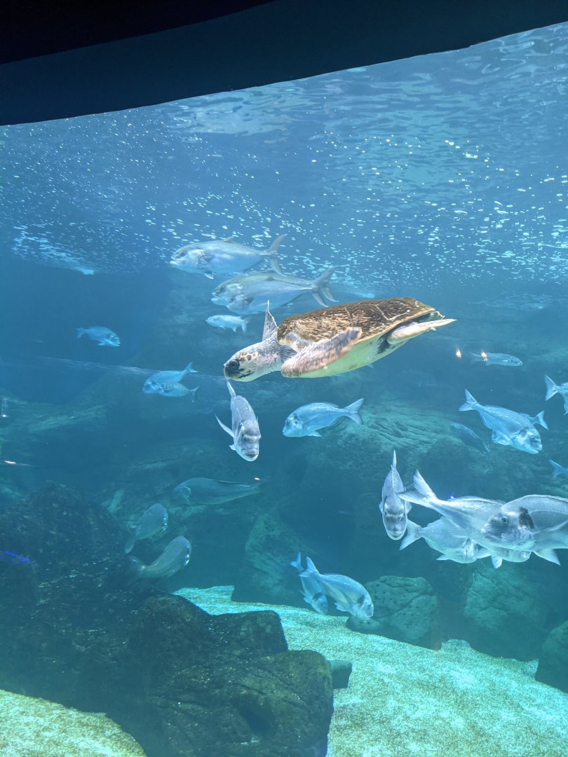 CRETAquarium- Green Sea Turtle