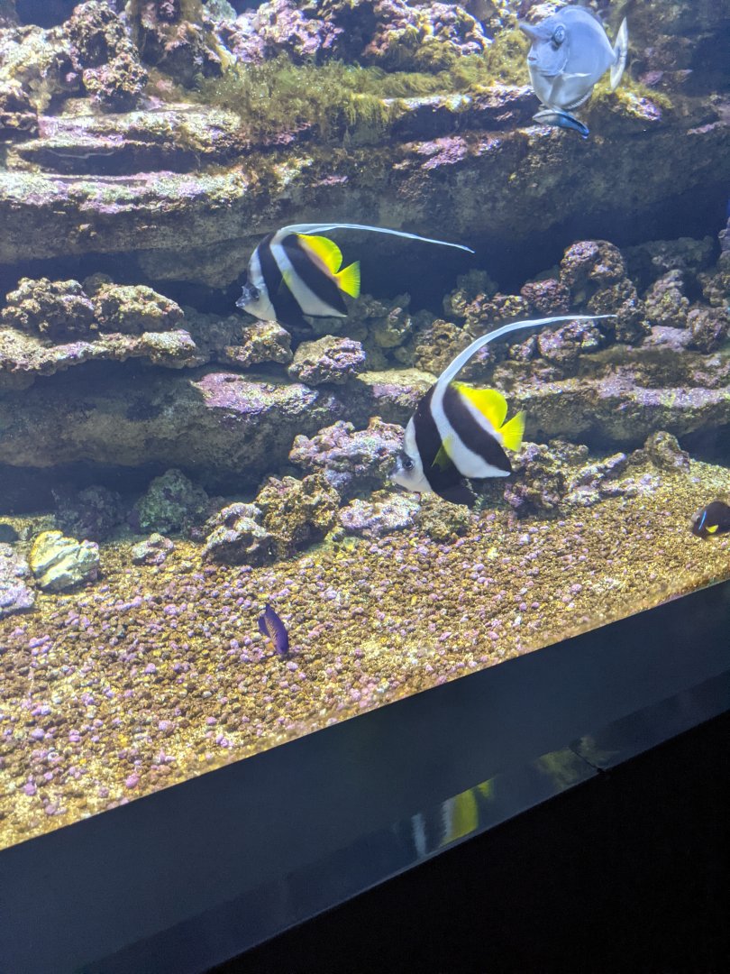 CRETAquarium- Indo-Pacifc reef tank