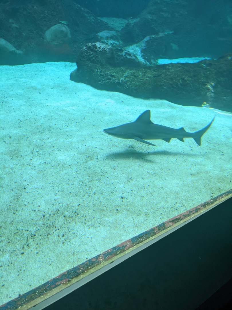 CRETAquarium- Sandbar shark in the main tank
