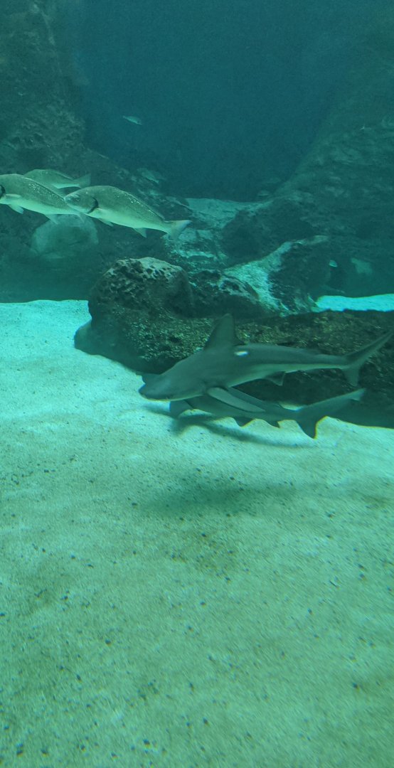 CRETAquarium- Sandbar sharks in the main tank