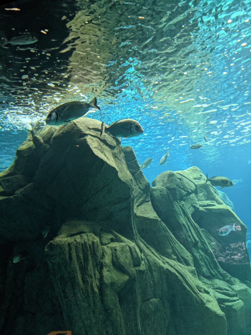 CRETAquarium- View into second-largest tank