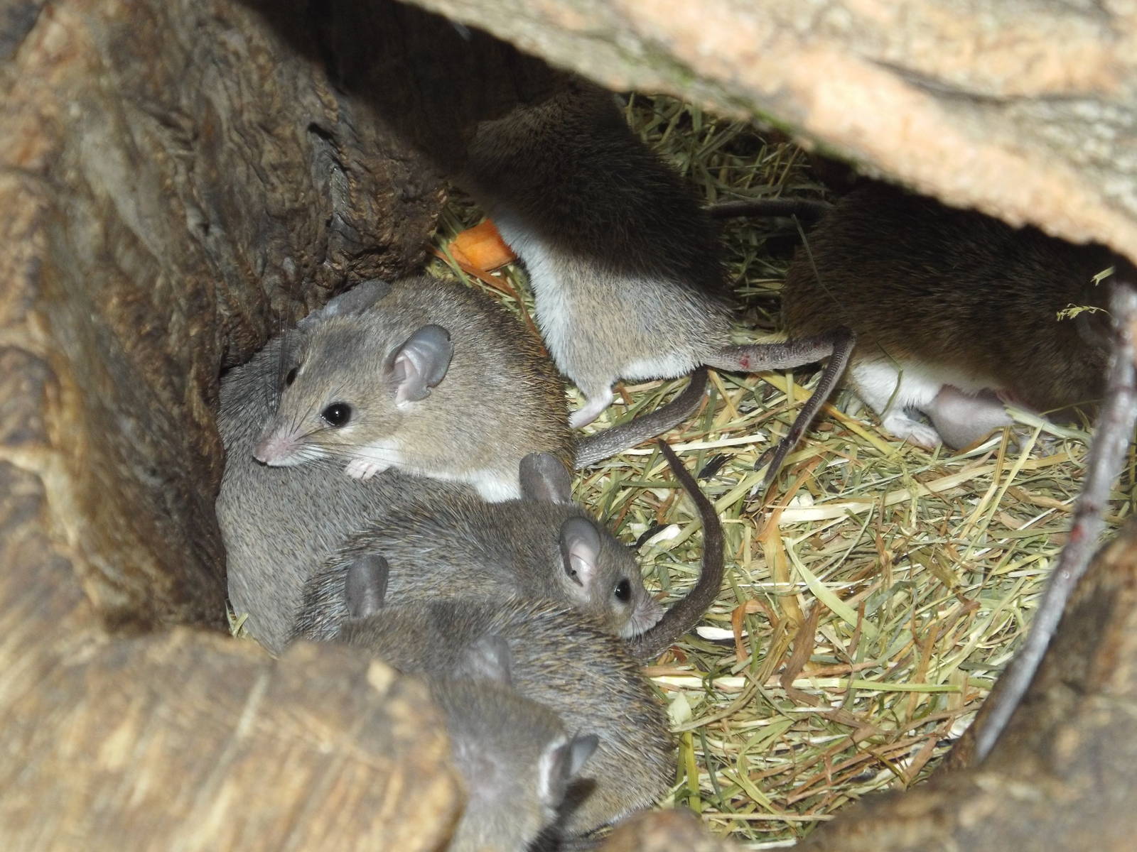 Crete Spiny Mouse (Acomys minous) at Tierpark Berlin - April 8th 2014