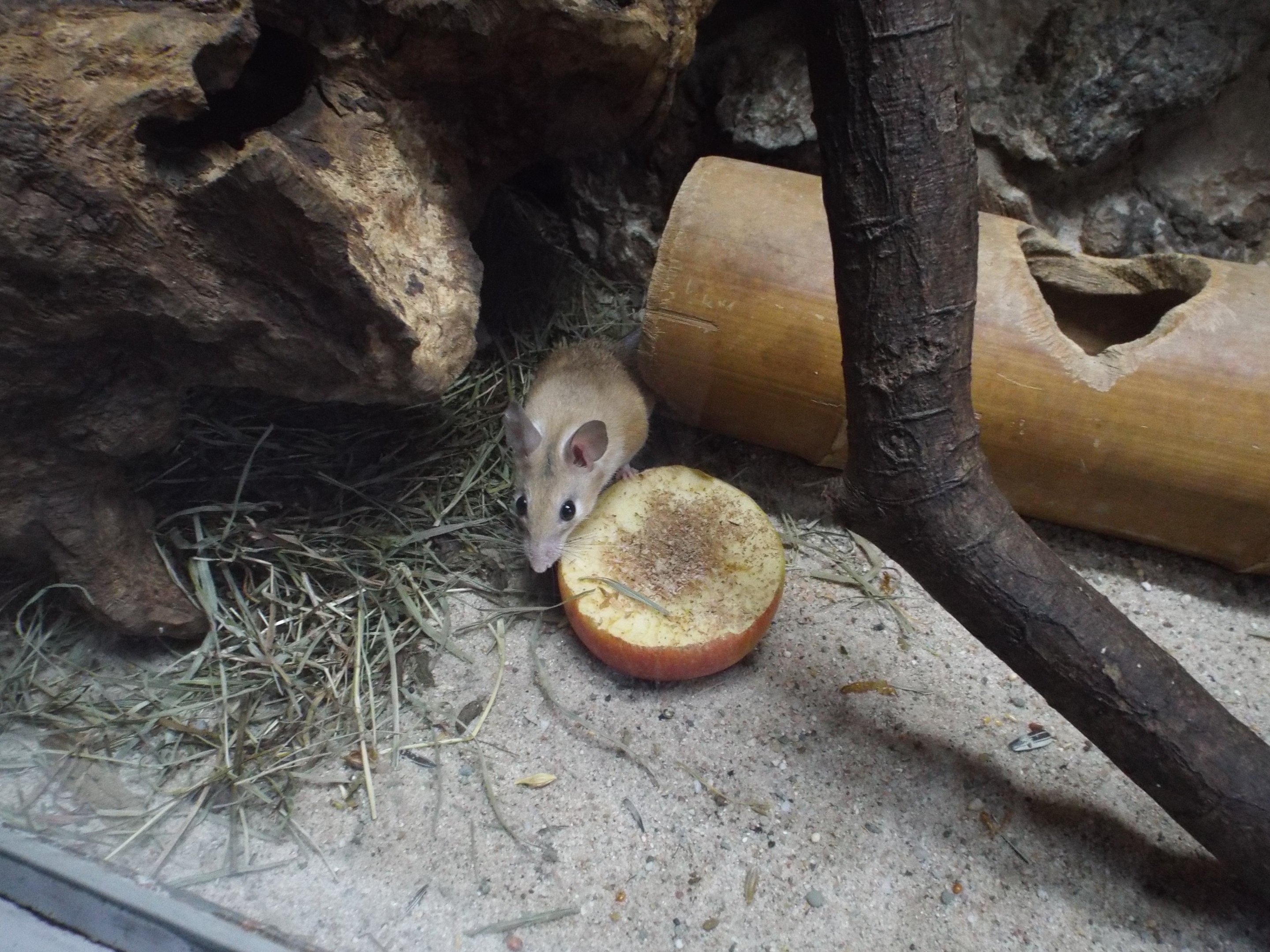 Crete Spiny Mouse (Acomys minous) at Zoo Krefeld - February 6th 2018