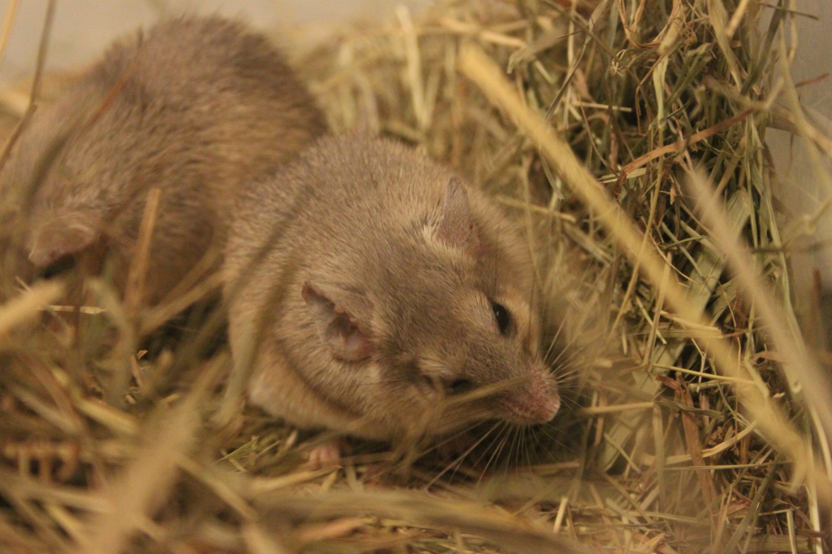Crete Spiny Mouse (Acomys minous)