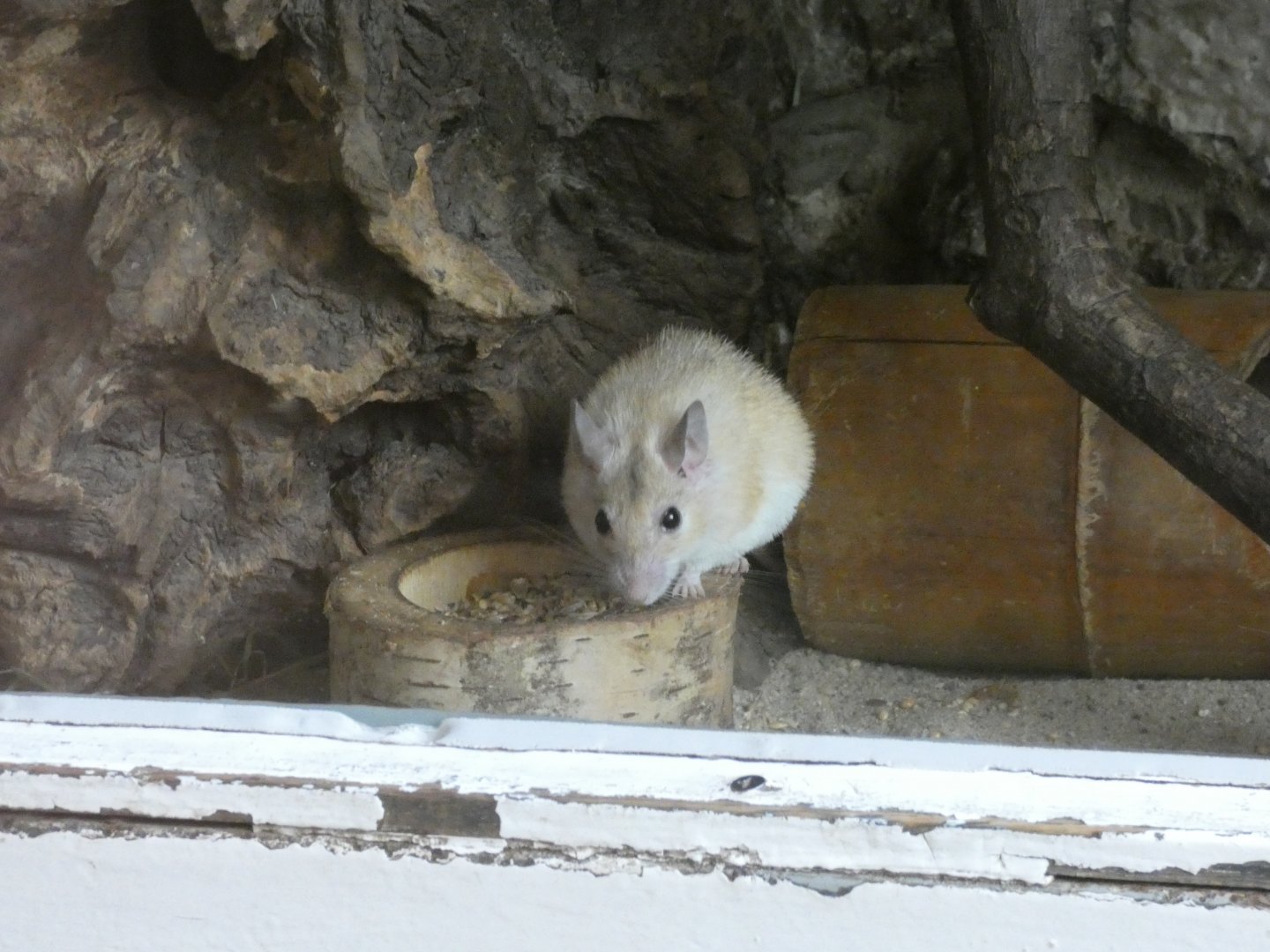 Crete Spiny Mouse