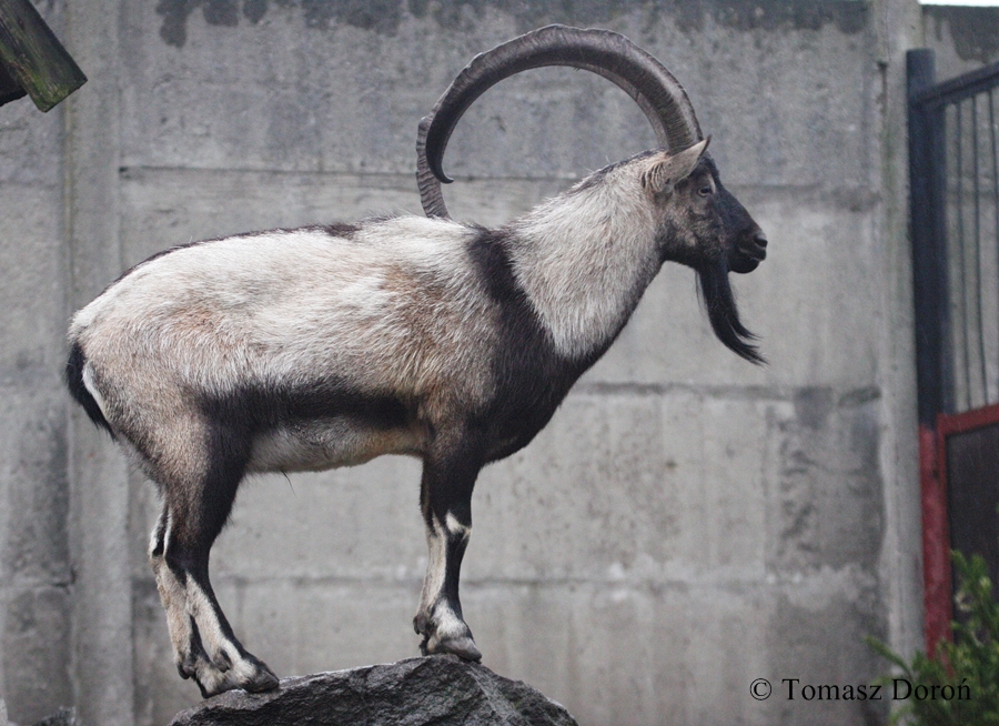 Cretean Wild Goat (Capra hircus cretica) - male