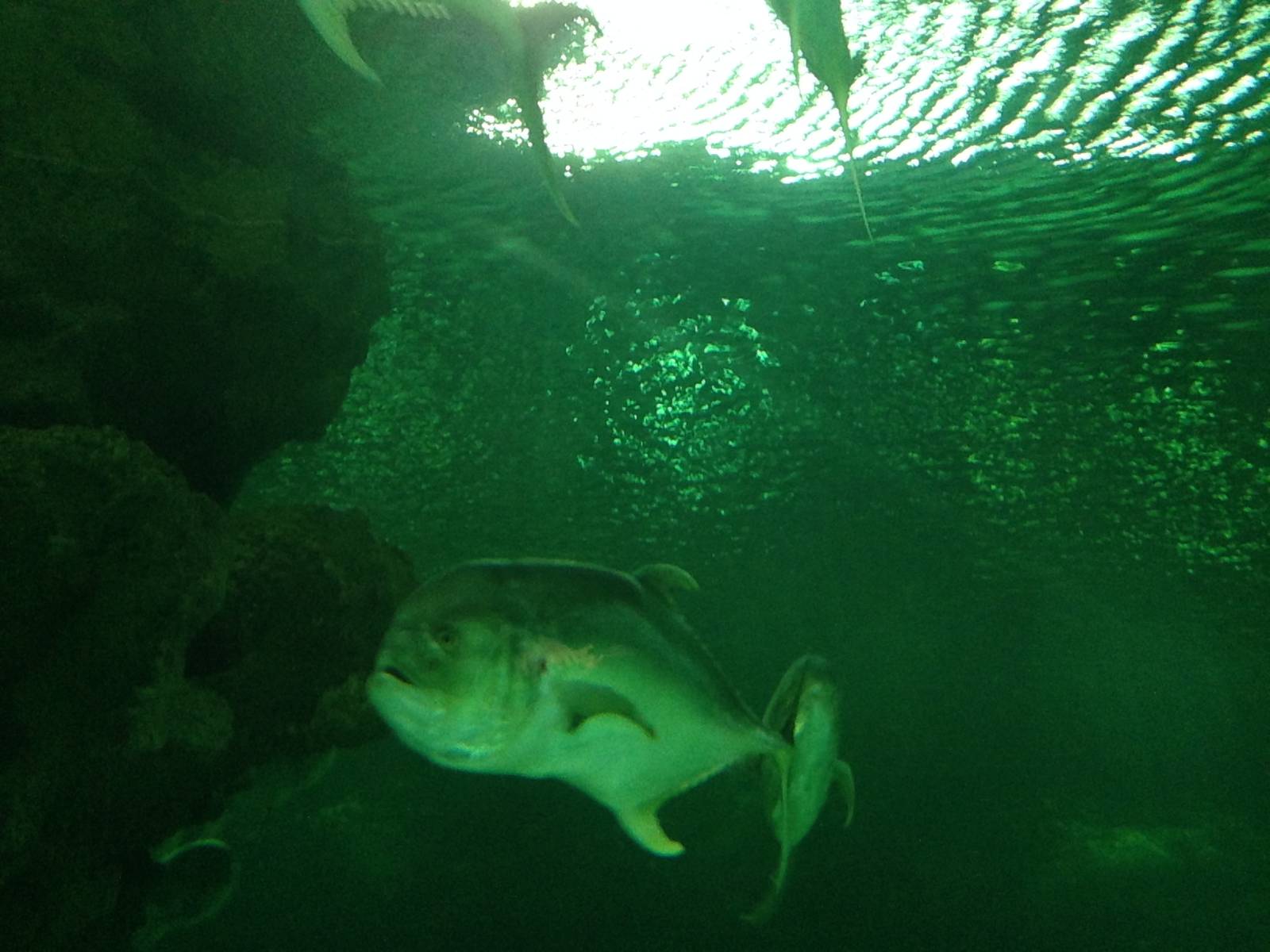 Crevalle Jack at Blue Planet Aquarium - 05/10/2013