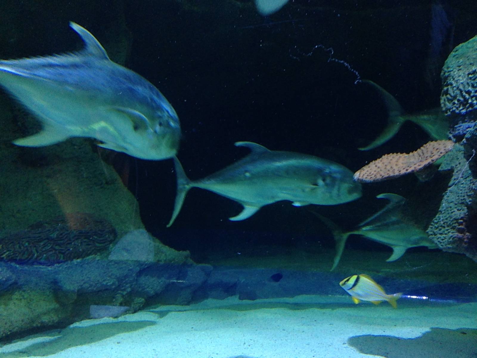 Crevalle Jack at Blue Planet Aquarium - 05/10/2013