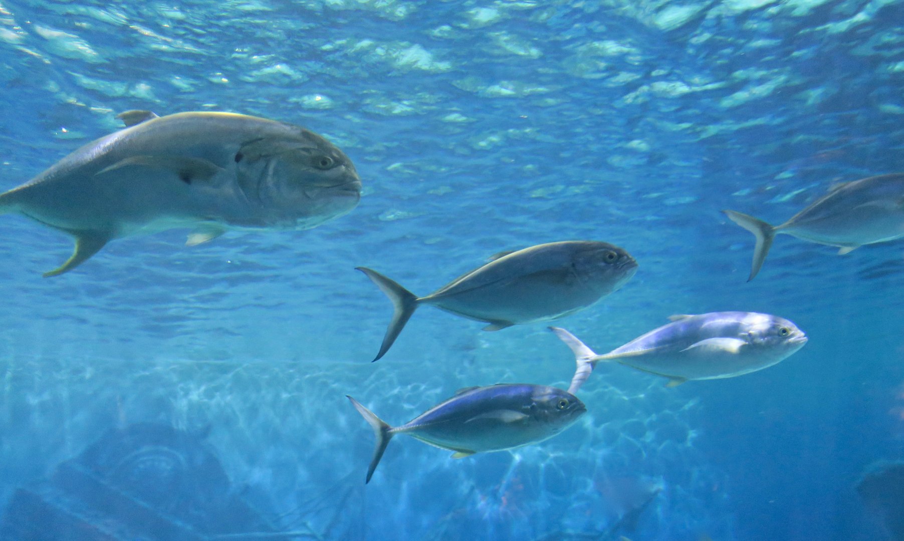 Crevalle Jack (Caranx hippos) and Blue Runners (Caranx crysos)