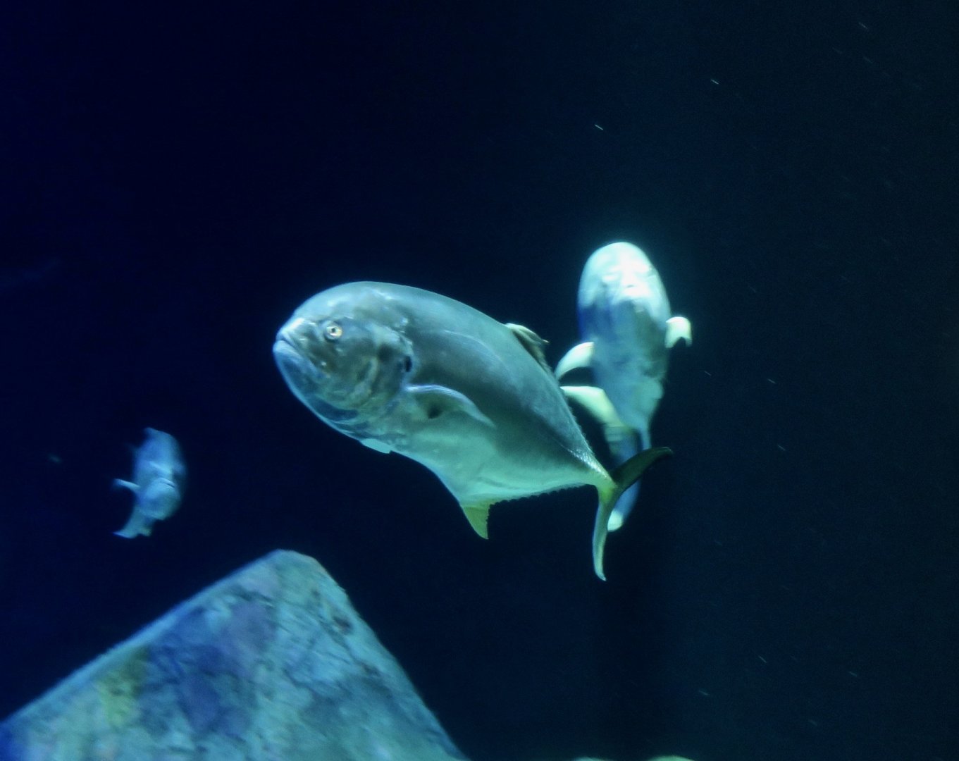 Crevalle Jack (Caranx hippos)