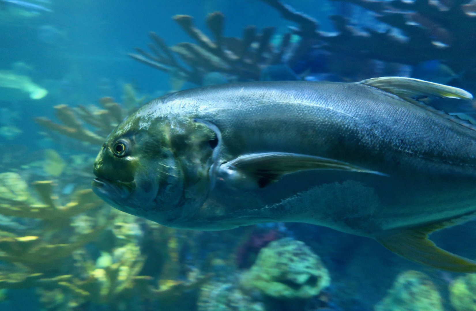 Crevalle Jack (Caranx hippos)