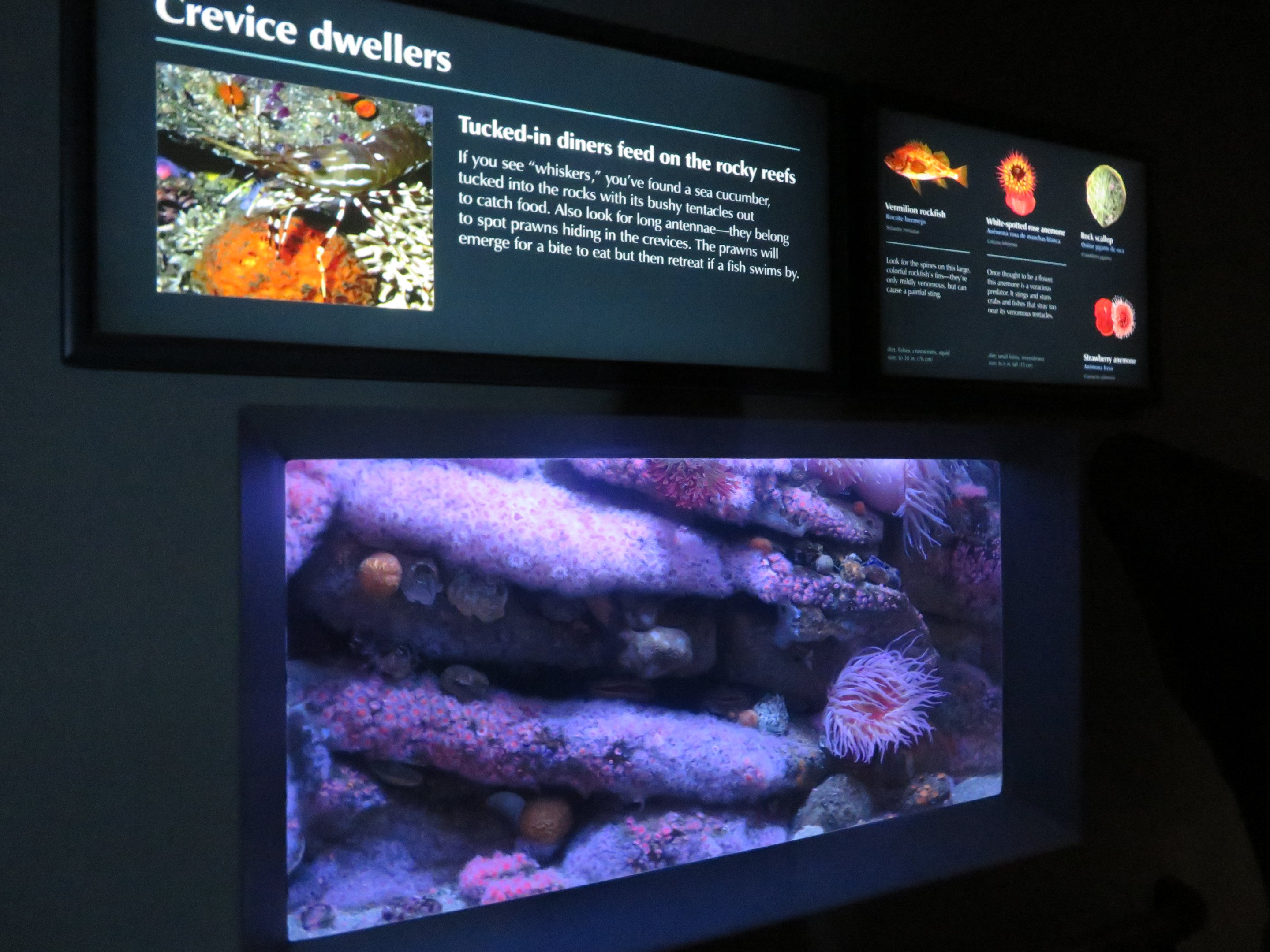 Crevice Dweller Mixed Display