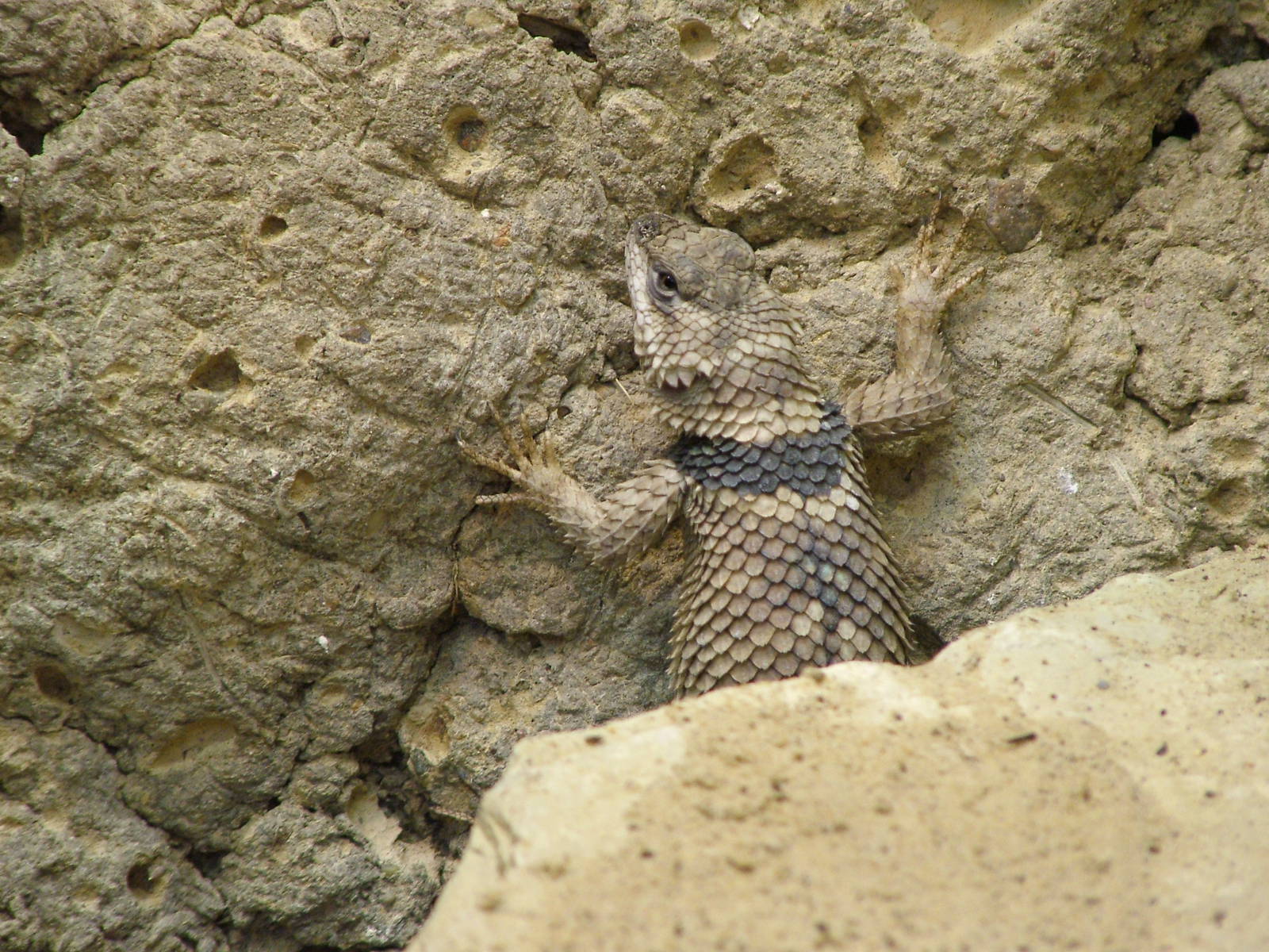 Crevice Spiny Lizard at Tierpark Berlin, 30/08/11