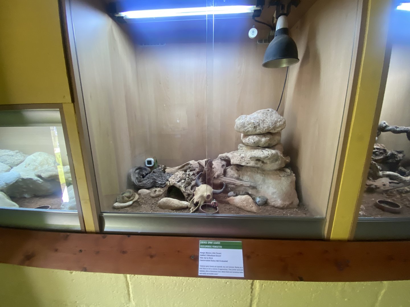 Crevice spiny lizard exhibit - IOW Reptilarium 150923