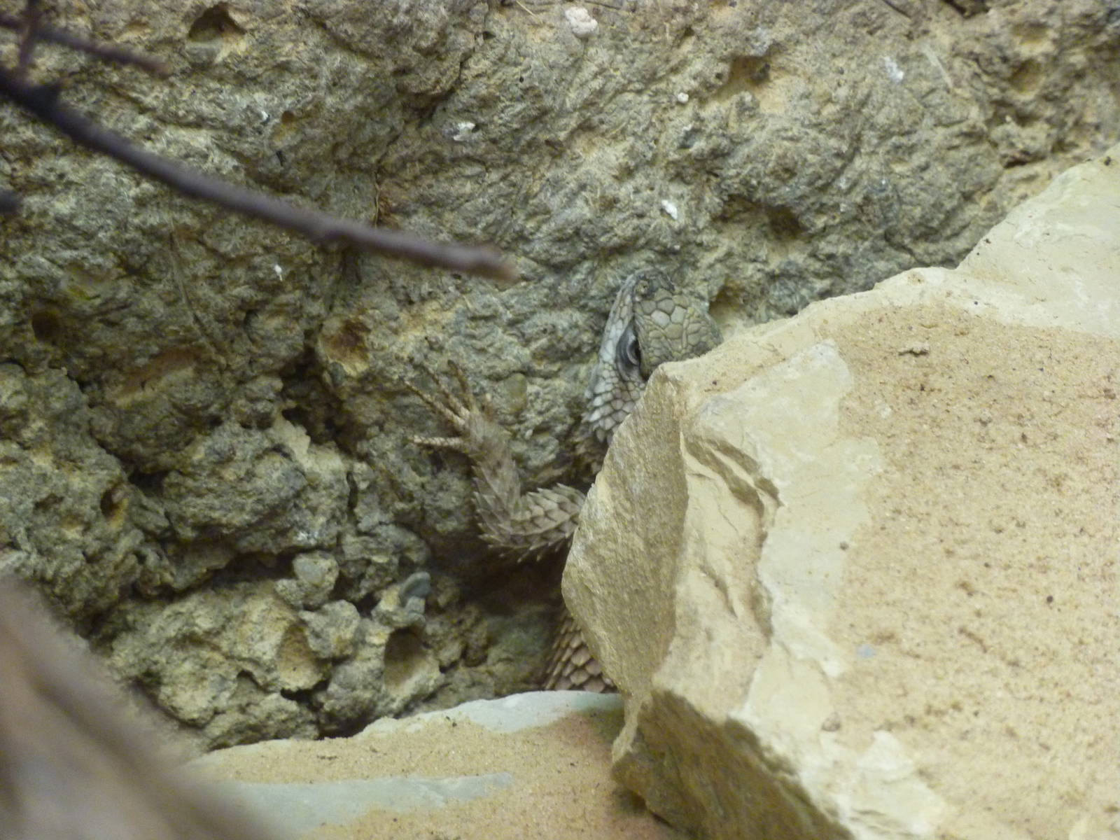 Crevice spiny lizard