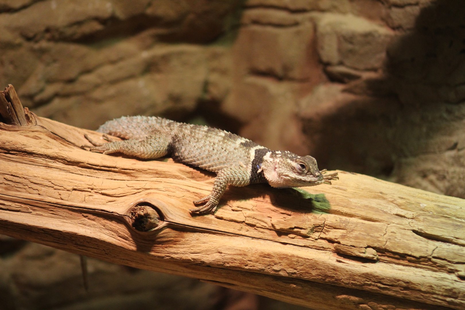 Crevice Spiny Lizard