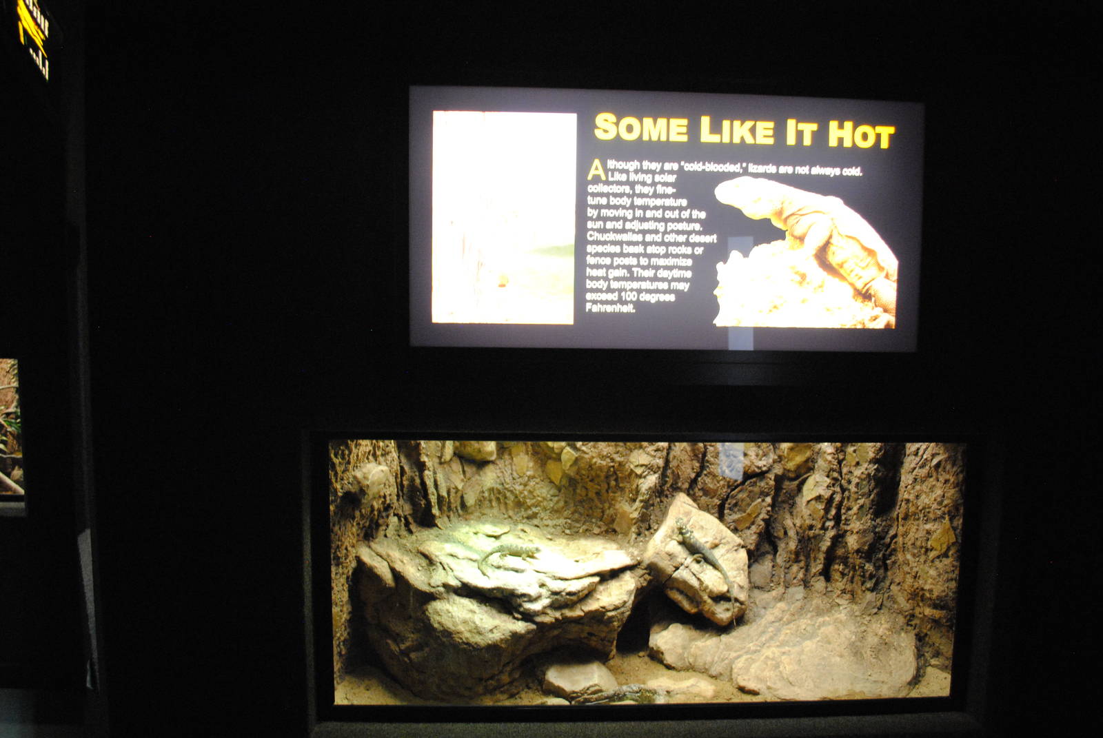 Crevice Spiny Lizards (Sceloporus ponsetti) Exhibit (Main Gallery)