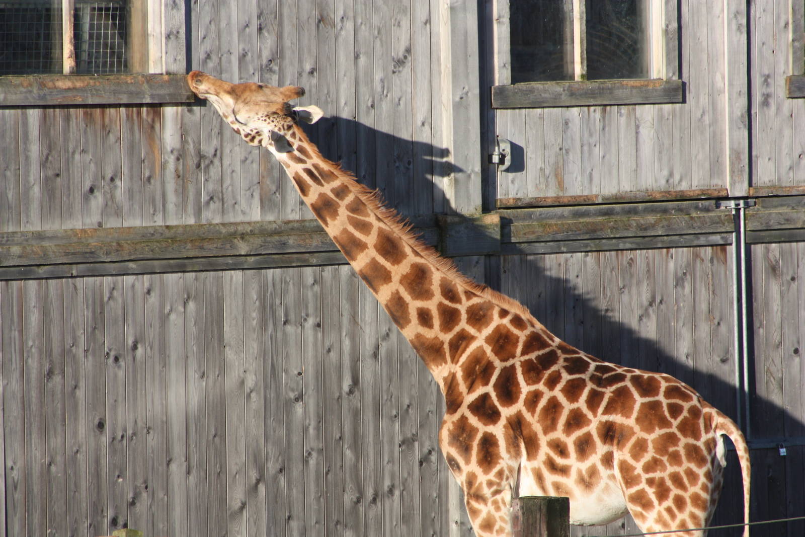 Crib-chewing Giraffe? 2nd January 2015