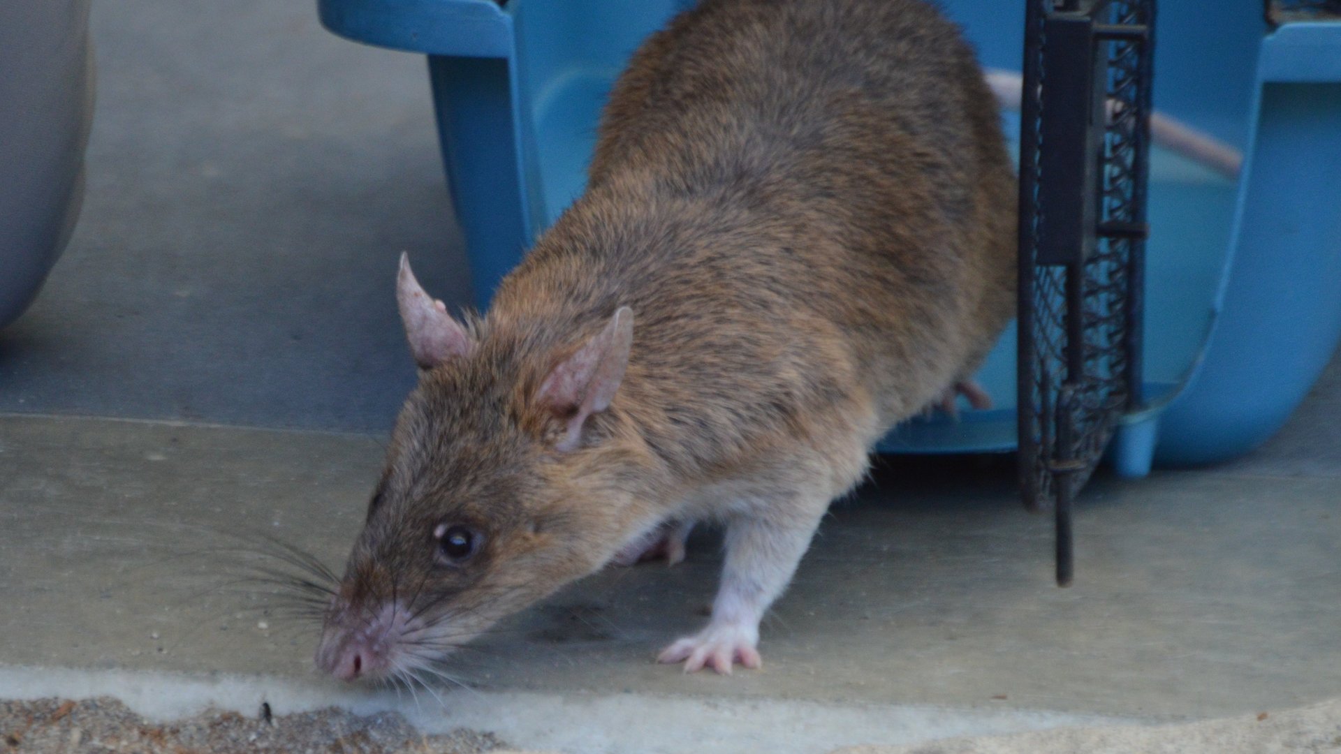 Cricetomys gambianus (Celine)