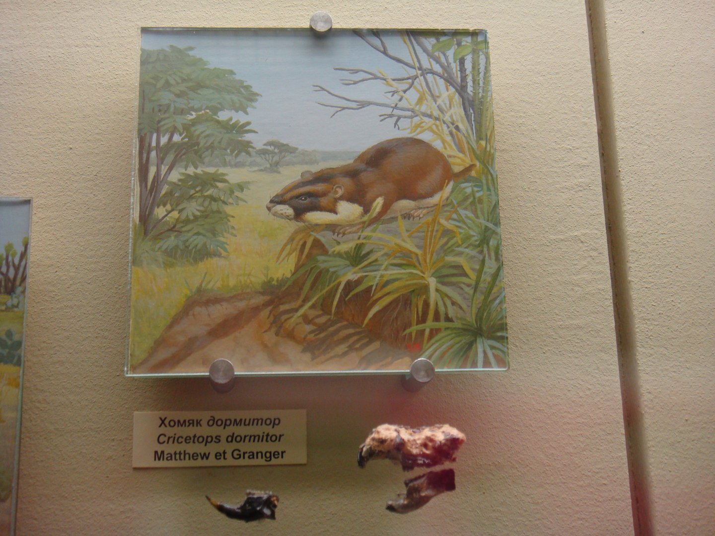 Cricetops dormitor skull, mandible and reconstruction