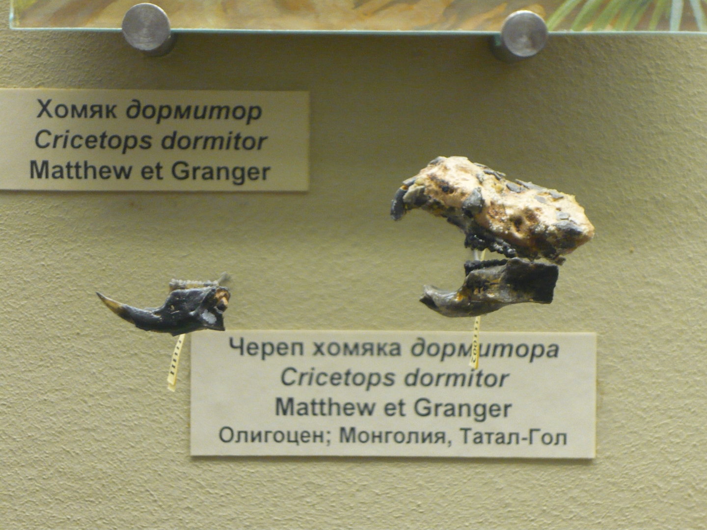 Cricetops dormitor skull