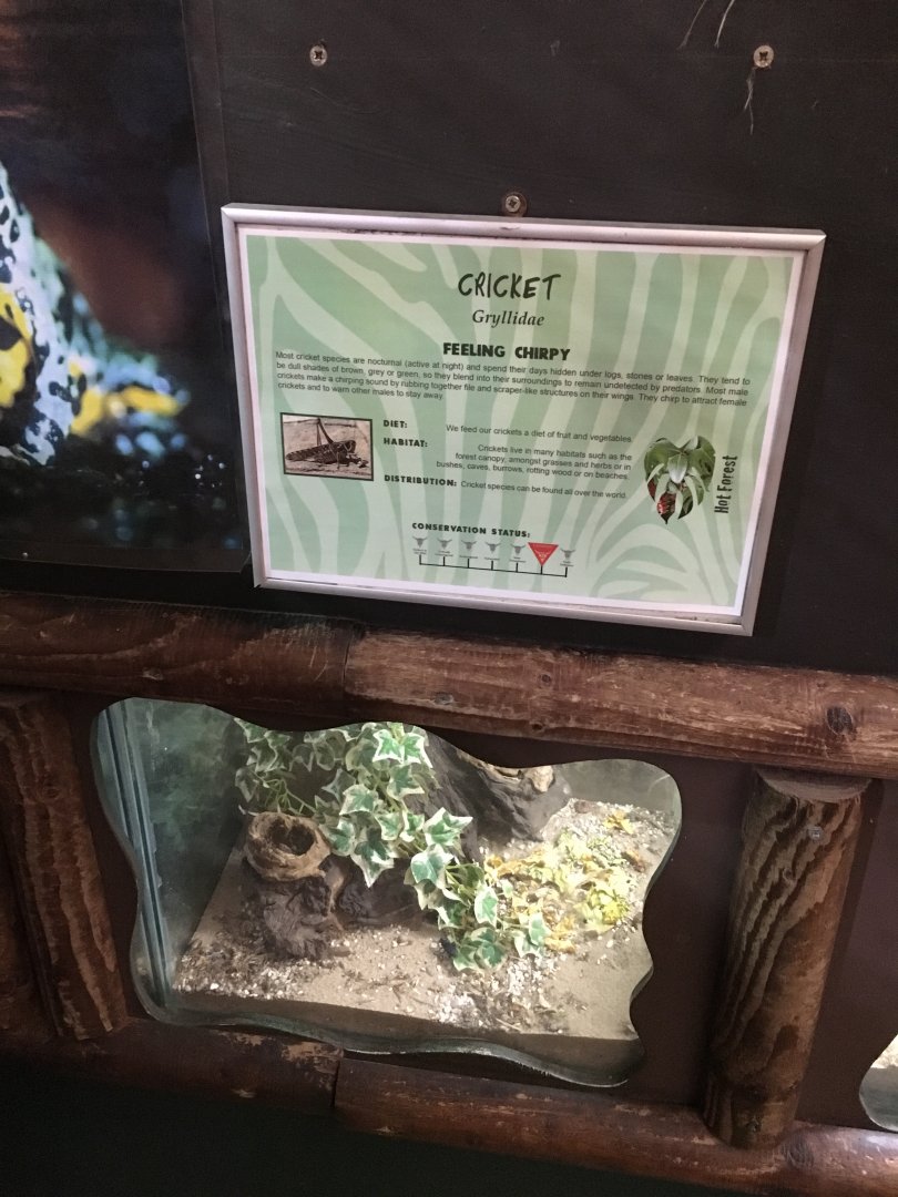 Cricket exhibit 040817