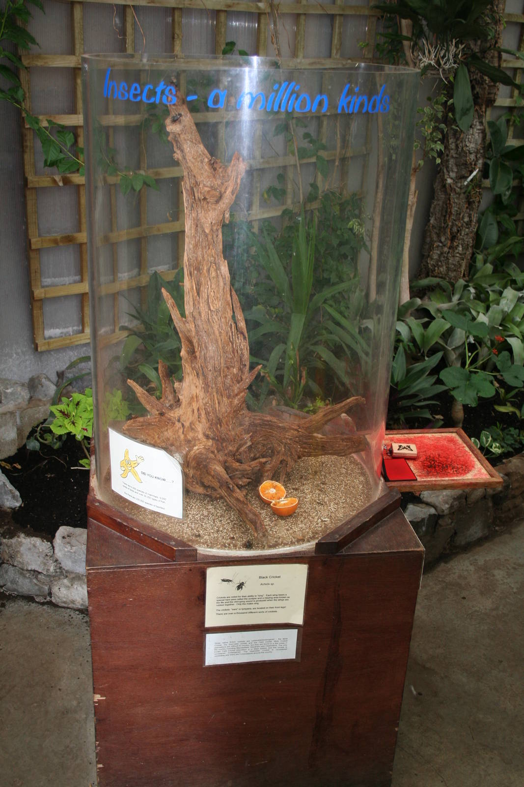 Cricket exhibit - Lakeland oasis 08