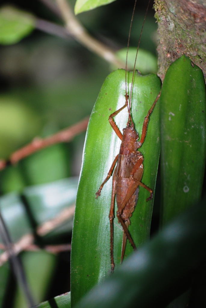 Cricket, Reserve adjoining Monteverde Lodge, 19/04/14