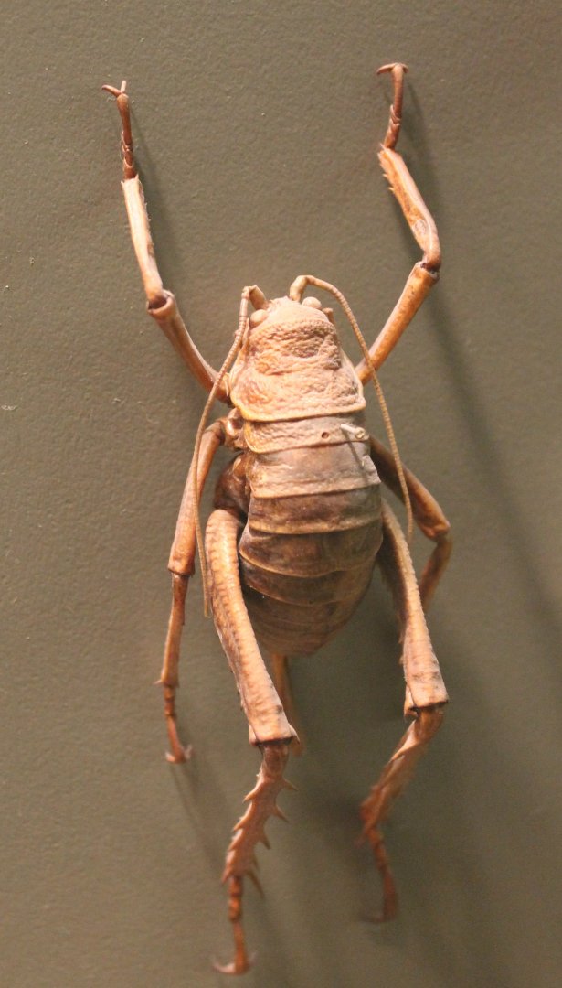 Cricket-species