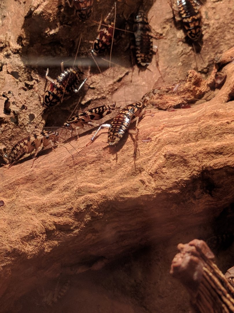 Crickets Zoo Praha 2018