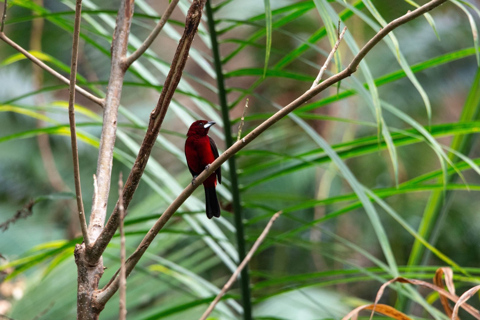 Crimson-backed Tanager- (Ramphocelus dimidiatus)