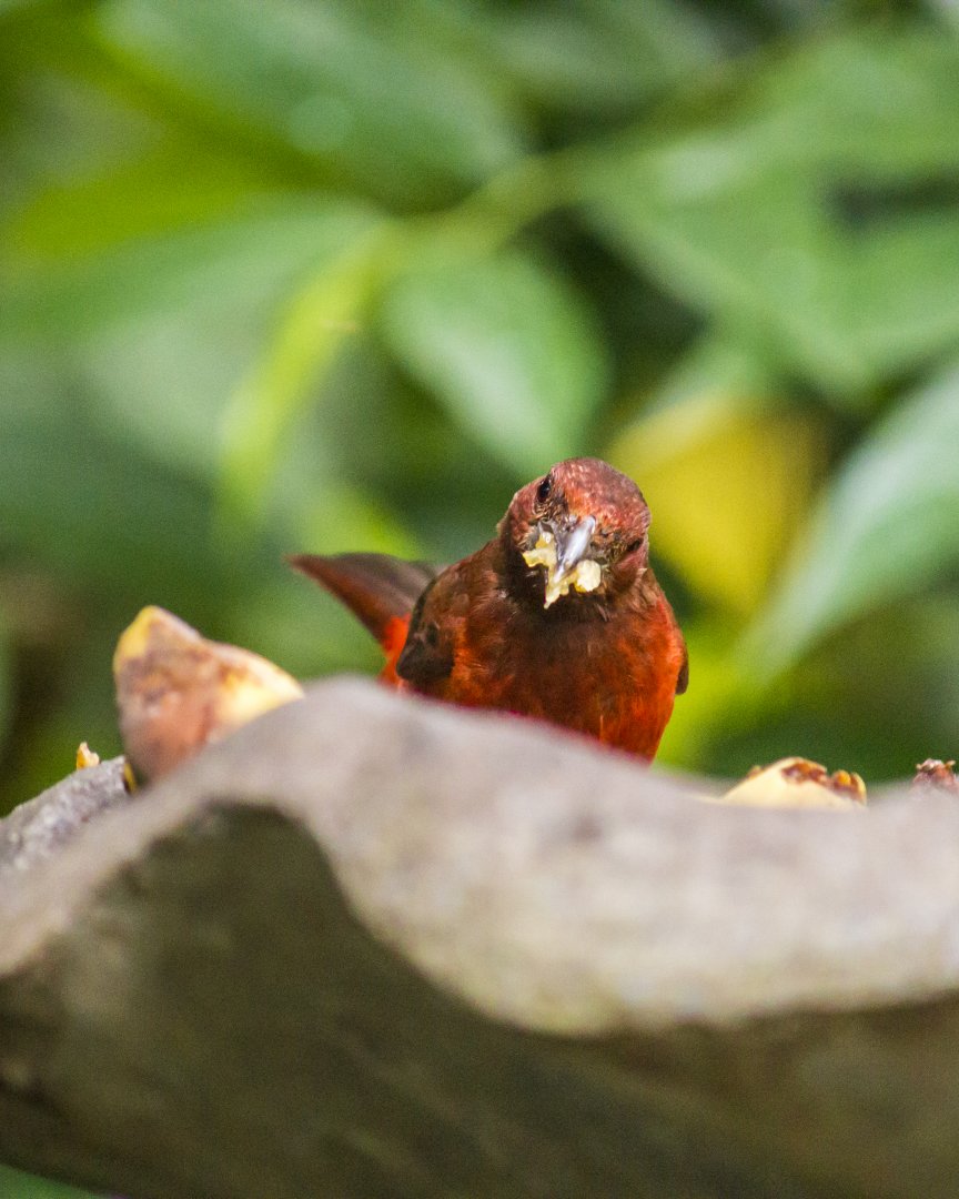 Crimson-backed tanager, Ramphocelus dimidiatus