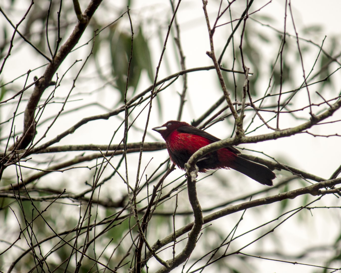 Crimson-backed tanager, Ramphocelus dimidiatus