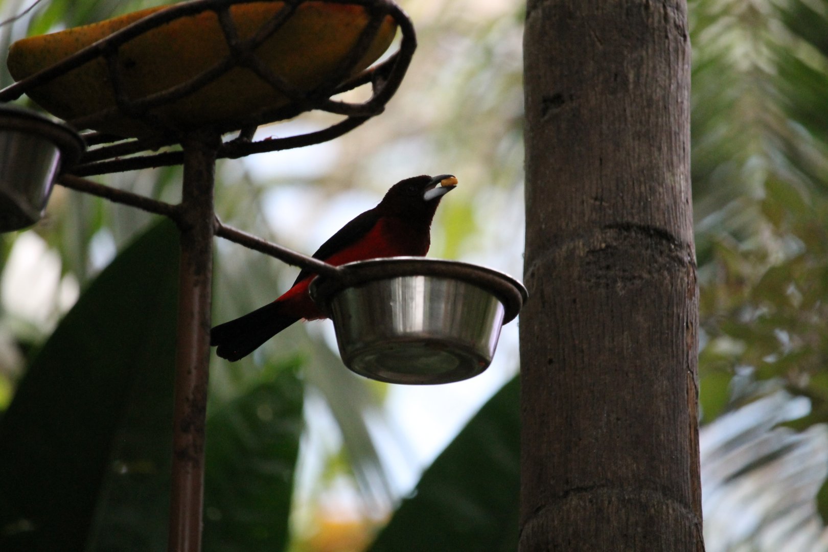 Crimson-backed Tanager (Ramphocelus dimidiatus)