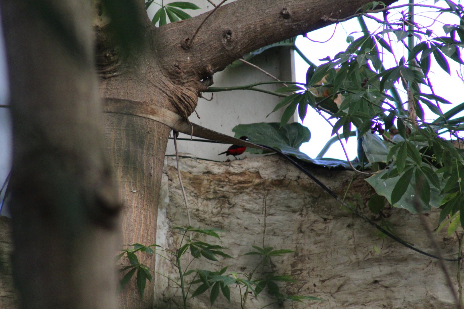 Crimson-Backed Tanager