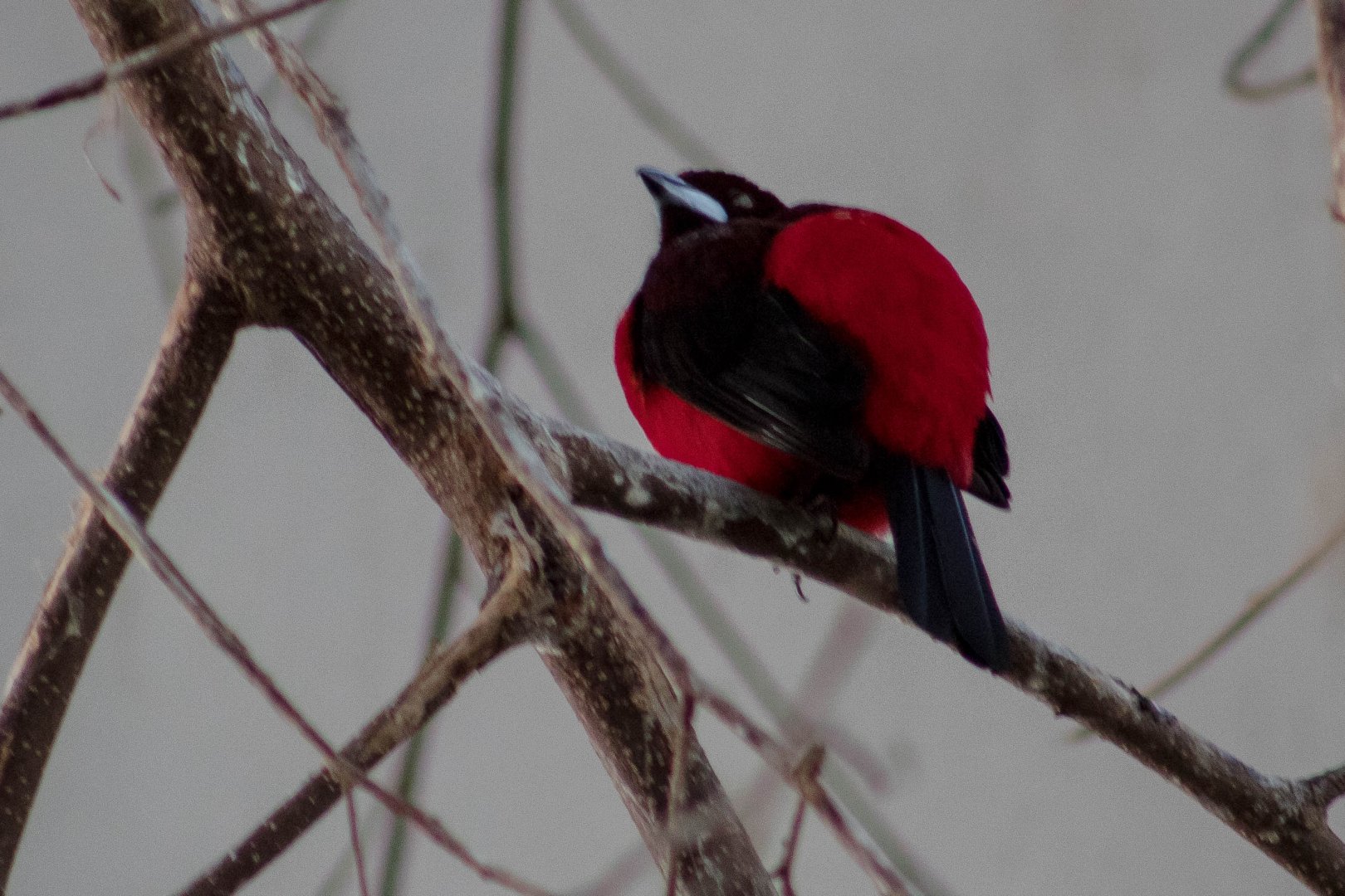 Crimson-backed tanager
