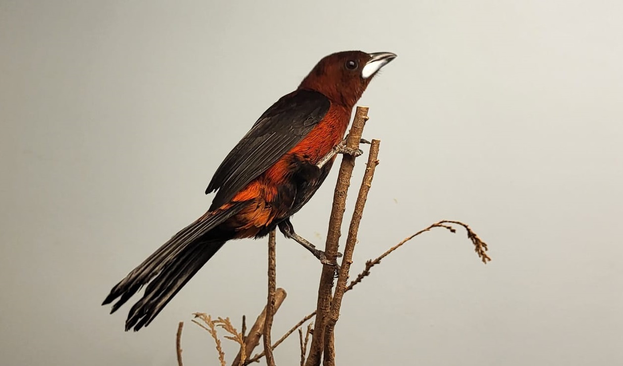 Crimson-backed tanager