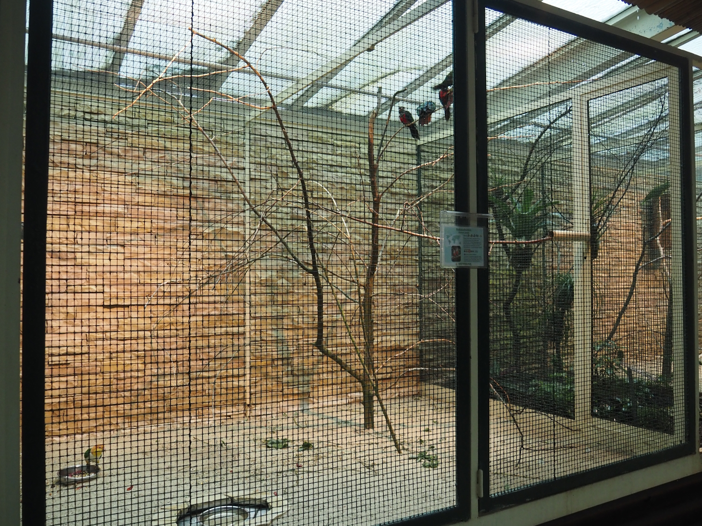 Crimson-bellied conure and Yellow-thighed caique aviary, 2024-05-22