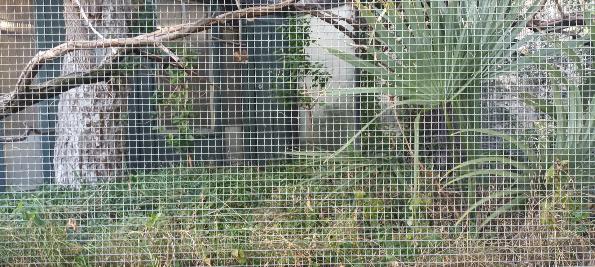 Crimson bellied Conure Aviary