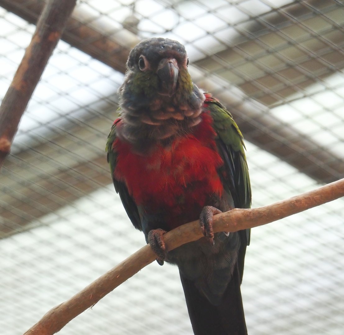 Crimson-bellied conure (Pyrrhura perlata), 2024-05-22