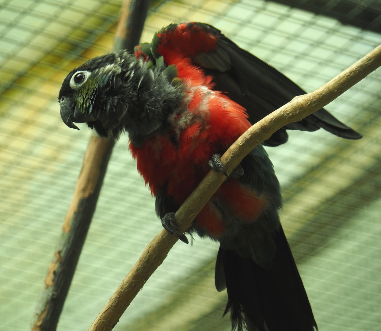 Crimson-bellied conure (Pyrrhura perlata), 2024-05-23