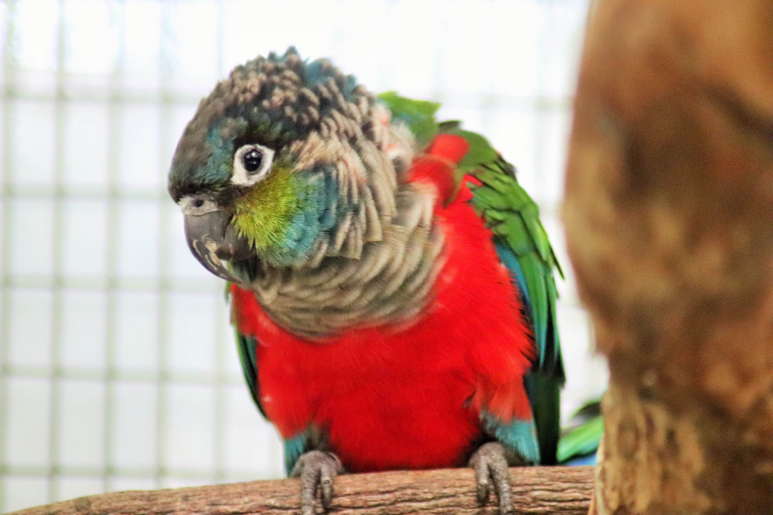 Crimson-bellied Conure  (Pyrrhura perlata)