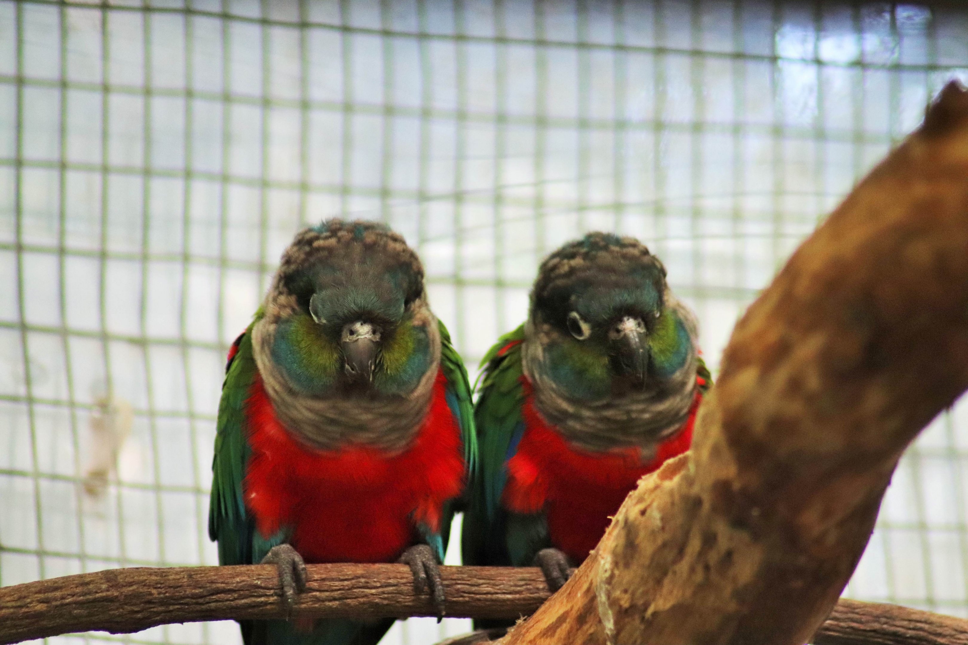Crimson-bellied Conure (Pyrrhura perlata)