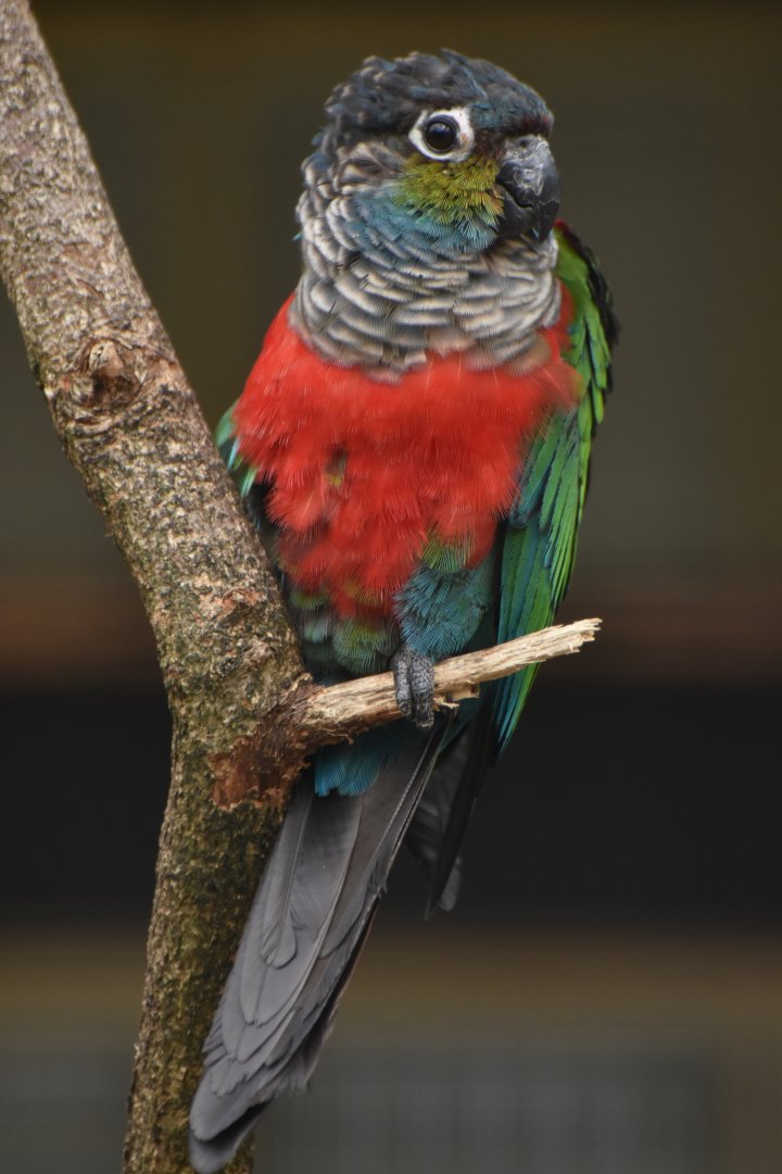 Crimson-bellied Conure Pyrrhura perlata
