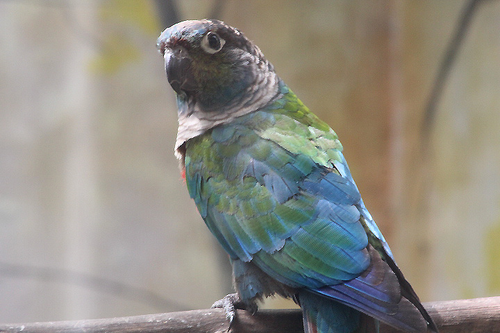 Crimson-bellied conure (Pyrrhura perlata)