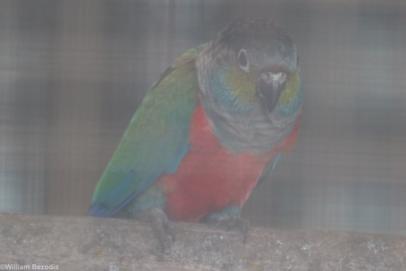 Crimson-bellied Conure