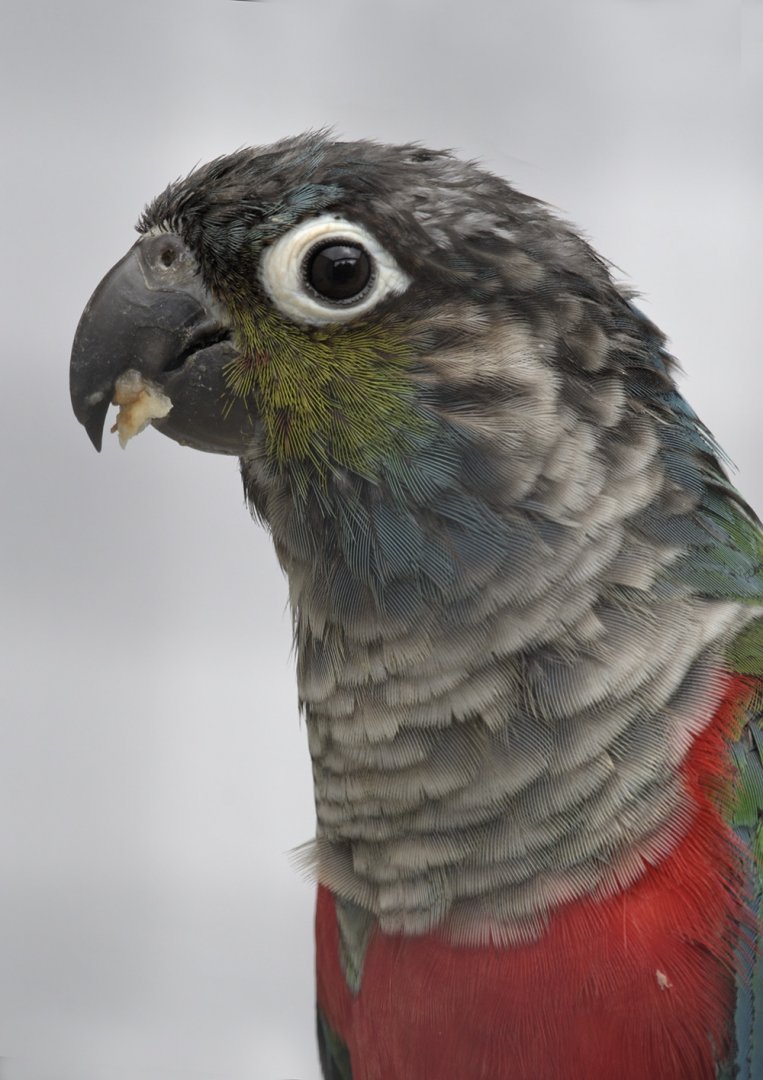 Crimson-bellied conure